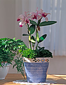 Cattleya hybrids
