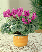 Cyclamen persicum