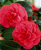 Camellia japonica