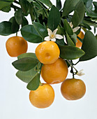 Calamondine Als