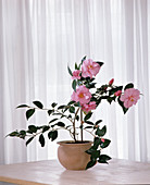 Camellia Hybride