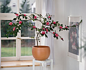 Camellia sasanqua 'Cleopatra' (camellia), fragrance