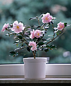 Camellia 'snipped'