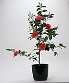 Camellia japonica (camellia) in brown planter