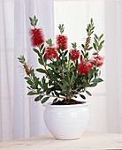 Callistemon