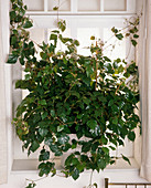 Cissus rhombifolia 'Ellen Danica' (Zimmerwein)