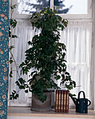 Cissus rhombifolia 'Ellen Danica' (indoor vine)