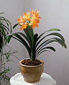 Clivia miniata