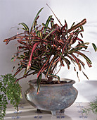 Codiaeum variegatum hybride