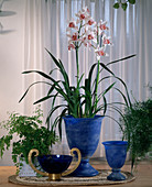 Cymbidium Hybride