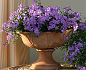 Campanula portenschlagiana