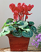 Cyclamen persicum