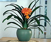 Clivia miniata