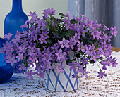 Campanula portenschlagiana