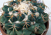 Coryphantha elephantidens