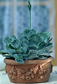 cotyledon undulata