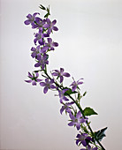 Campanula portenschlagiana