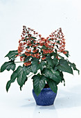 Clerodendron