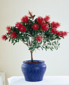 Callistemon citrinus