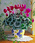 Cyclamen persicum hybride