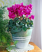 Cyclamen persicum