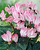 Cyclamen persicum (Cyclamen)