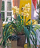 Cymbidium - Hybr. / Kahnorchidee