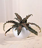 Cryptanthus hybride (hiding flower)
