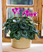 Cyclamen persicum