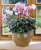 Cyclamen persicum