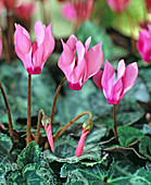 Cyclamen persicum