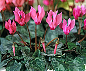 Cyclamen persicum