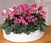 Cyclamen persicum