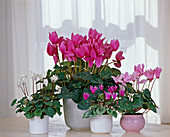 Cyclamen persicum