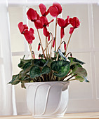 Cyclamen persicum