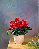 Cyclamen persicum Red