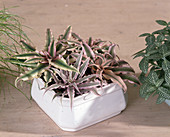 Cryptanthus