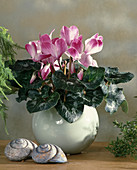 Cyclamen persicum