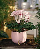 Cyclamen persicum