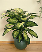 Dieffenbachia 'Tropic Sun'