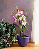 Dendrobium nobilie