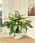 Dieffenbachia maculata