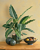 Dieffenbachia hilo