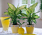 Dieffenbachia-Hybride'Tropic Marianne'