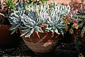 Dudleya brittonii