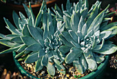 Dudleya Brittonii