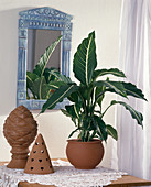 Dieffenbachia hilo