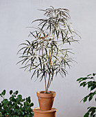 Dizygotheca elegantissima (Strahlenaralie)