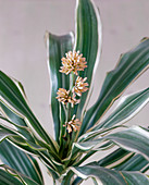 Dracaena deremensis 'Warneckii'