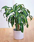 Dracaena fragrans